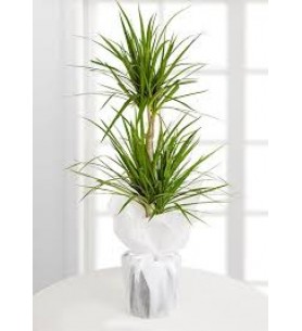 2li marginata